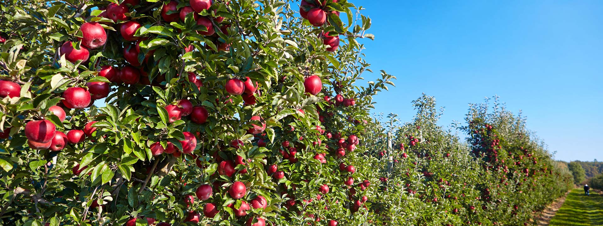 Vivero de árboles frutales
